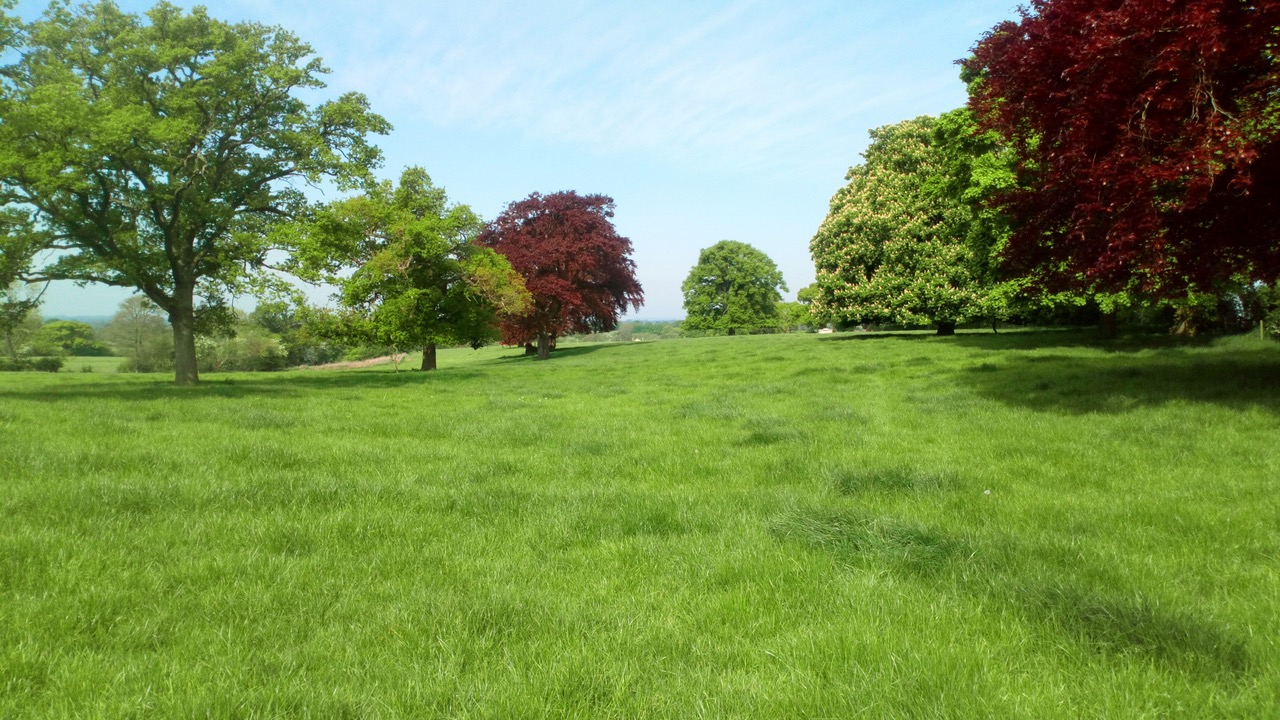 Trees in full leaf on the top meadow behind the Court, May 8th (Photo by Ian Jones)